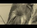 Schnauzer Arram Chapiro