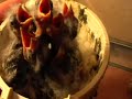 Darrrrek - Breeding carduelis major34