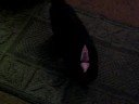 loofah the dinosaur loofah the dinosaur