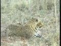 May 12, 2008 WE a.m. drive-leopard