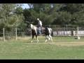 videos de Homozygous Missouri Foxtrotter gaited mare sale fox trotter