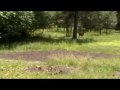 Deer at house