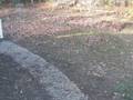 Leaf Cleanup in the Backyard