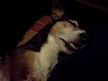 ollie-german-shepherd-spooning-jack-russell-terrier.html