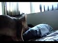 rage-against-the-machine-sleep-now-in-the-fire.html