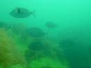 Sivriburun karagözler (Diplodus puntazzo) Sivriburun karagözler (Diplodus puntazzo)