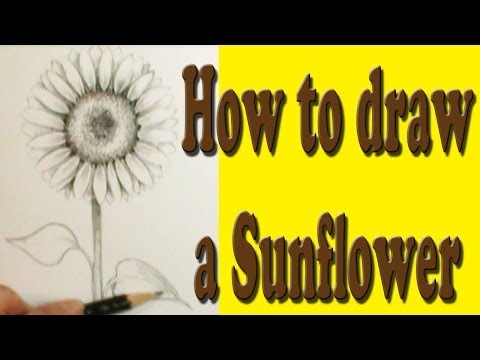 how to draw sunflowers