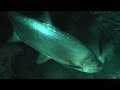 Divetrip-GC-Tarpon Divetrip-GC-Tarpon