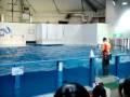 NIXE(尼克斯)水族館-海豚秀-4-2008.12.08