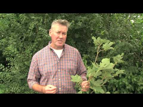 how to harvest sycamore seeds