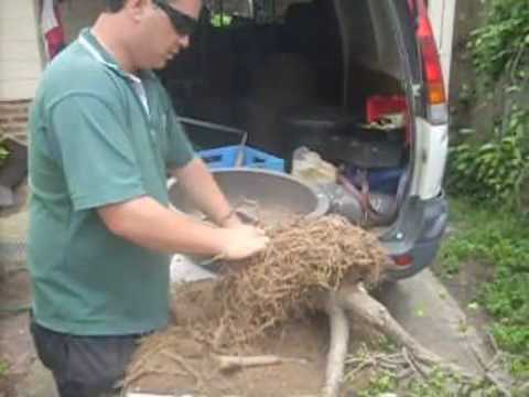 how to replant bonsai