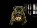 Pug video