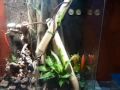 phelsuma grandis balz