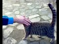 CAGLIARI ANTONELLO IL CAN GATTO CHE RIPORTA GLI OGGETTI!! CAGLIARI ANTONELLO IL CAN GATTO CHE RIPORTA GLI OGGETTI!!