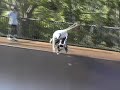 Australia Inline Vert Australia Inline Vert