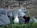 Conigli piccoli, primi passi Conigli piccoli, primi passi