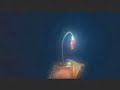 Lo Mejor de Dory (Latino) Buscando a Nemo