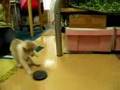ねこホッケー