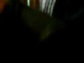 pelony fights
