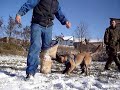 DRESAJ BESTK9NATION - Orsi malinois female attack 7,5 months DRESAJ BESTK9NATION - Orsi malinois female attack 7,5 months
