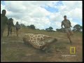 In Otjiwa Game Ranch in Namibia, rangers have to be careful when it's time to move some 12-foot tall giraffes to new homes.See All National Geographic Videos http://video.nationalgeographic.com/video/?source=4001
