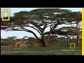 Giraffe Capture