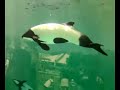 Commerson's Dolphin