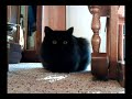 Funny Cat watches TV