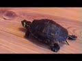 ?ó?w Boruta wyrusza na piwo ?ó?w Boruta wyrusza na piwo