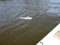 Walleye Fishing in the Netherlands Video Shot 28-inch class