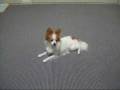 videos de ストレッチ？な　のんちゃん