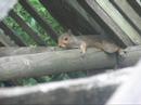 For all my squirrely friends For all my squirrely friends