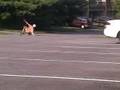 freebord 2160