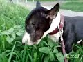 killer-dog eats grass killer-dog eats grass