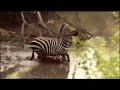Young Zebra Vs African Lioness. Young Zebra is Victorious Young Zebra Vs African Lioness. Young Zebra is Victorious