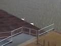 videos de Swans on the Move