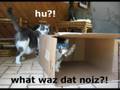 Funny Catz Pt.1