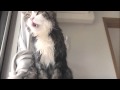 DVD「まるです。 -I am Maru-」予告編