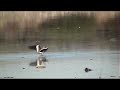 Vanellus chilensis QUELTEHUE  Southern lapwing