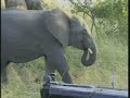 Elephant\