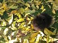 pomeranian puppie.mov