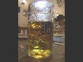 Schniztelbank - Traditional Version