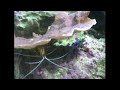 funny fish.