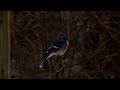 Blue Jay Caught with Canon 7D