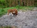 Fawn boxer puppies playing