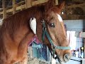 Gideon the Horse Gideon the Horse