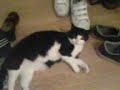 My cat again