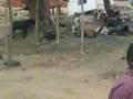 Geitenslagerij Lilongwe