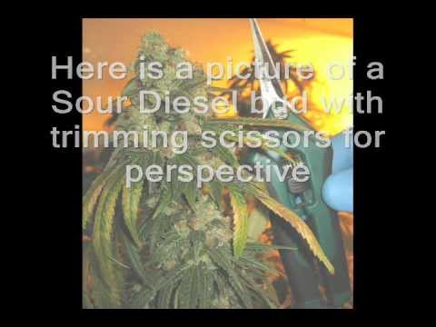 how to grow sour diesel
