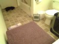 Life in kitty quarantine, day three. (Music: 